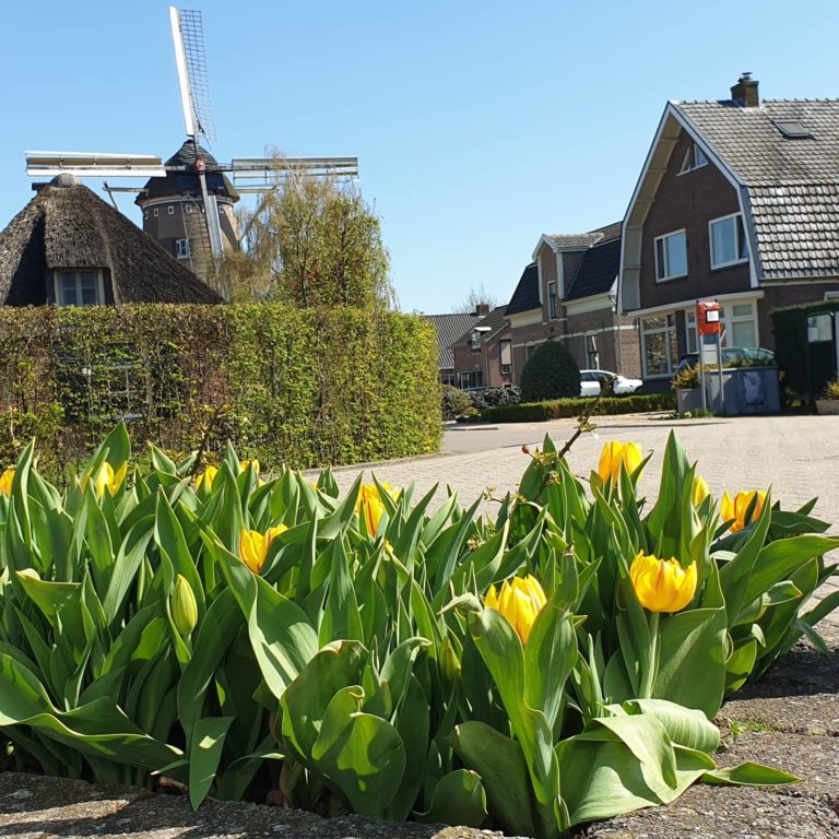 FreedomFlame tulp KijkinPosterenk
